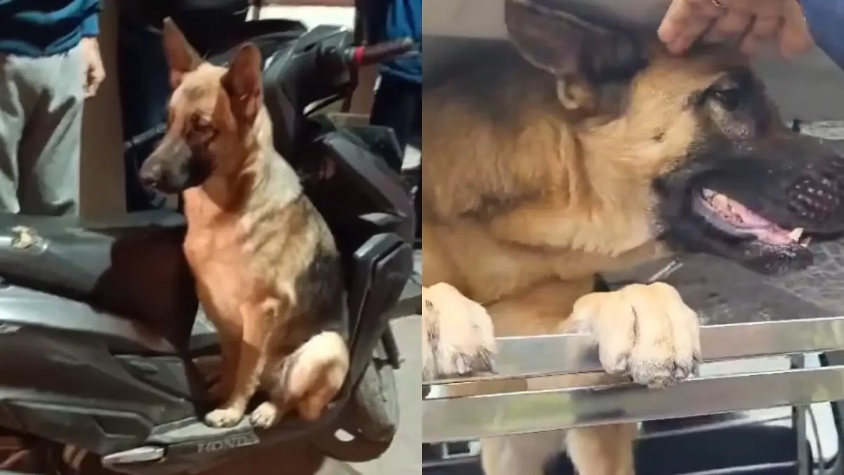 The Heartwarming Rescue of Swiggy A German Shepherd